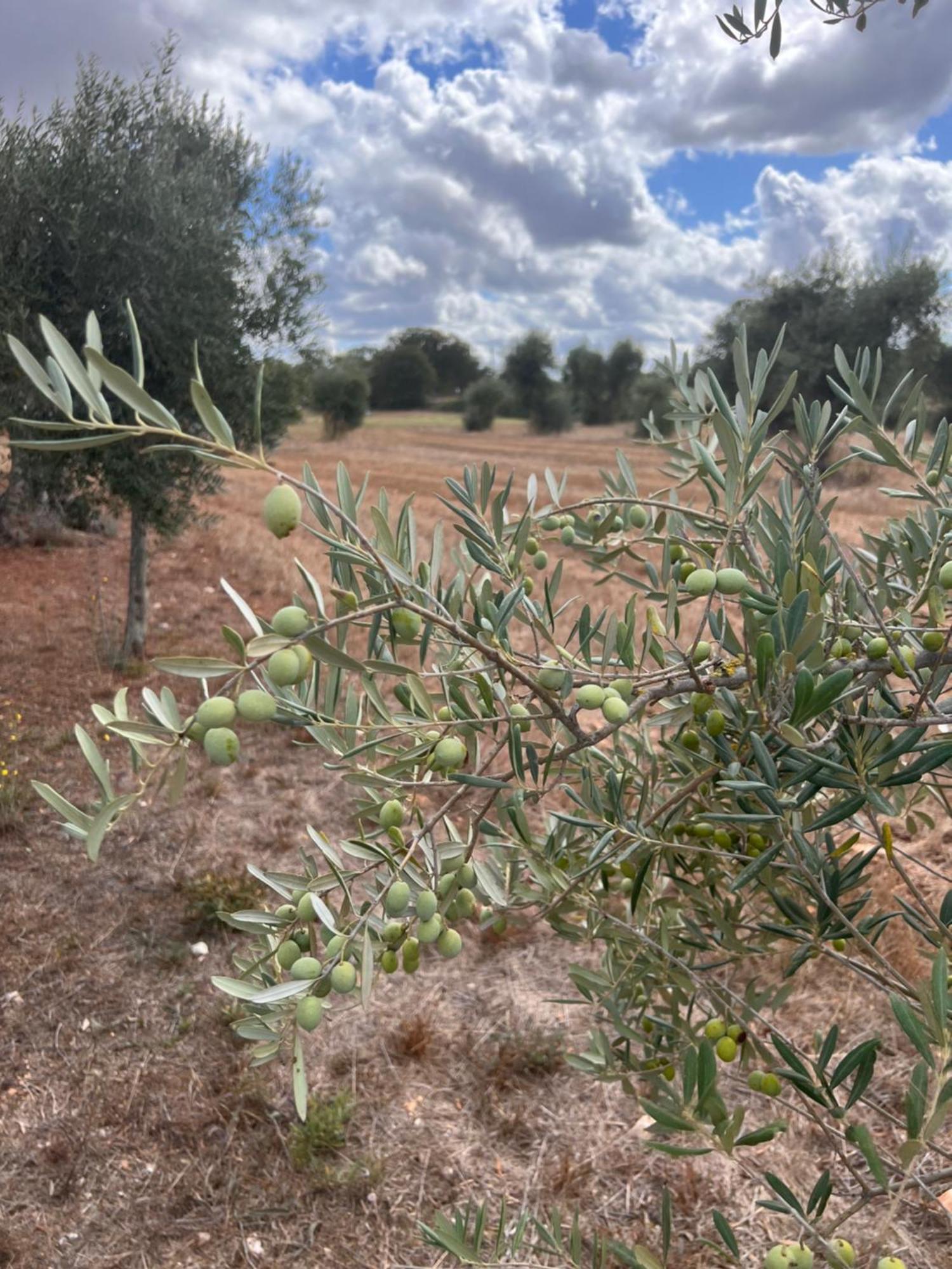 Masseria Battaglini